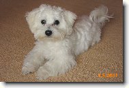 Maltese