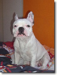 Bouledogue francais, French Bulldog