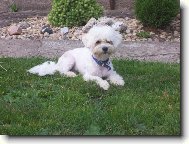 Maltese