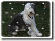 Old English Sheepdog