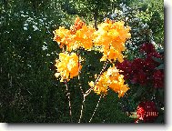 Rododendron, Azalka
