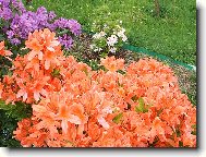 Rododendron, Azalka