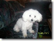 Maltese