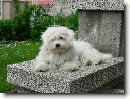 Maltese