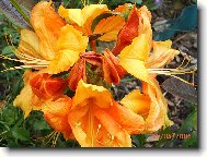 Rododendron, Azalka