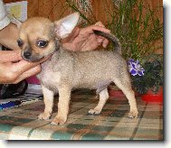 Chihuahua
