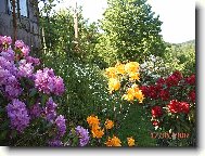 Rododendron, Azalka