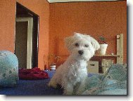 Maltese
