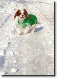 Cavalier King Charles Spaniel