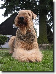 Airedale terier