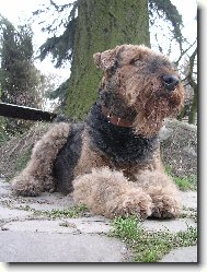 Airedale terier