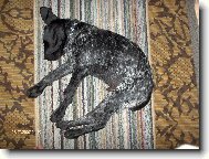 Deutscher Kurzhaariger Vorstehhund