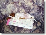 Cavalier King Charles Spaniel