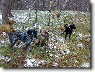 Deutscher Kurzhaariger Vorstehhund