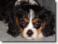 Cavalier King Charles Spaniel