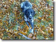 Deutscher Kurzhaariger Vorstehhund