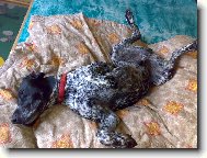 Deutscher Kurzhaariger Vorstehhund