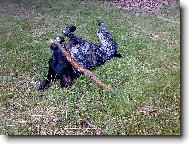 Deutscher Kurzhaariger Vorstehhund