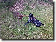 Deutscher Kurzhaariger Vorstehhund