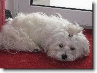 Maltese