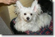 Maltese