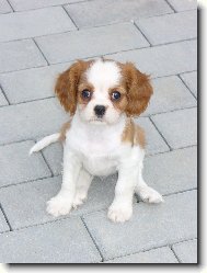 Cavalier King Charles Spaniel