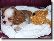 Cavalier King Charles Spaniel