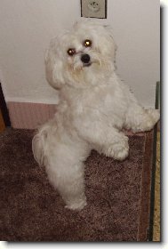 Maltese