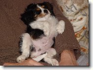 Cavalier King Charles Spaniel