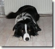 Border Collie