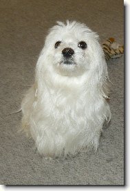 Maltese