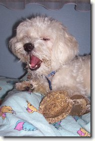 Maltese