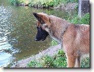 Belgian shepherd dog \(Dog standard\)