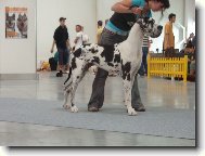 Deutsche Dogge