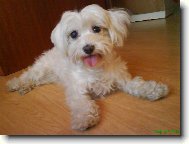 Maltese
