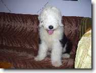 Old English Sheepdog