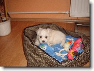 Maltese
