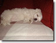 Maltese