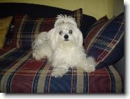Maltese