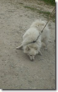 Samojedskaja Sobaka