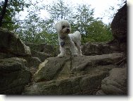 Maltese