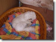 Maltese