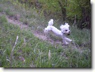 Maltese