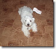 Maltese