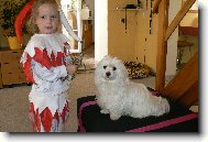 Maltese