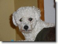Bichon � poil fris�, Bichon Frise