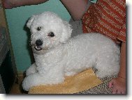 Bichon � poil fris�, Bichon Frise