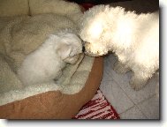 Bichon � poil fris�, Bichon Frise