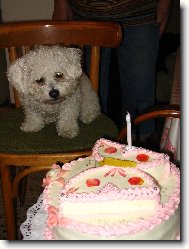 Bichon � poil fris�, Bichon Frise