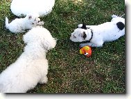 Bichon � poil fris�, Bichon Frise